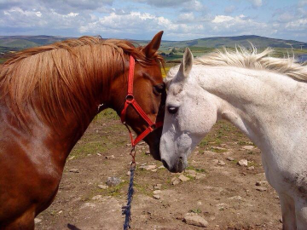 Liam’s four-legged friends