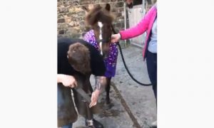 Pony pamper club