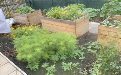 How does your garden grow?